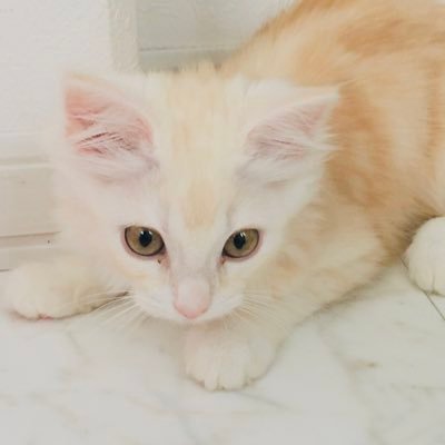 Abyss深淵にいます私( ・∇・)#忍者マストダイ#ニンマス#家族募集#