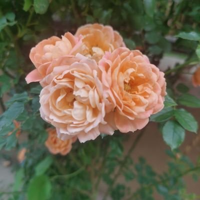 Colin689333593's profile picture. 币圈小白