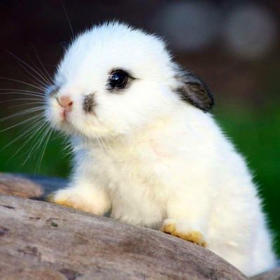 White_Rabbit_Q Profile Picture