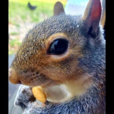 lookSquirrel00 Profile Picture