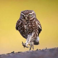 murat padar (@zapaturco) 's Twitter Profile Photo murat padar (@zapaturco) 's Twitter Profile Photo