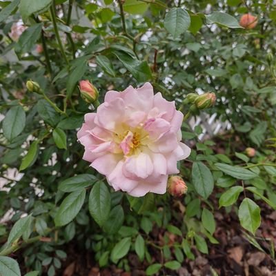 rosegarden989's profile picture. 