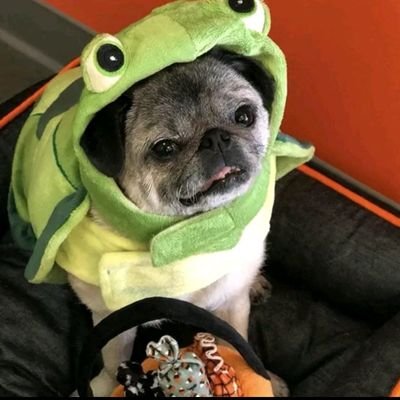 YtPugs Profile Picture