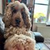 Cheryl Sutcliffe 🦡⚓️ (@bongobadger) Twitter profile photo Cheryl Sutcliffe 🦡⚓️ (@bongobadger) Twitter profile photo