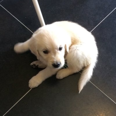 lucia_eal's profile picture. 