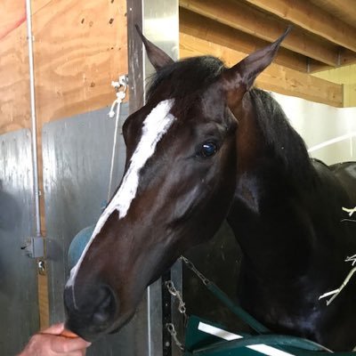Horse race owner+capper Whisky Run,UTCB,Fan of Penn St,Steelers Pirates+Pens Enjoy craft beers. Physical and mental fitness a must. I love to workout 🇺🇸