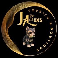 Jason's Yorkies & Boutique(@JasonsYorkies) 's Twitter Profile Photo