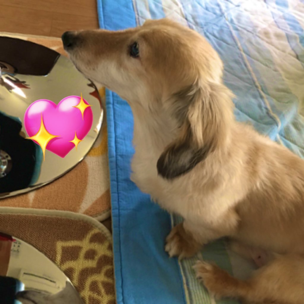 Pじゃんごうさぎさんのプロフィール画像