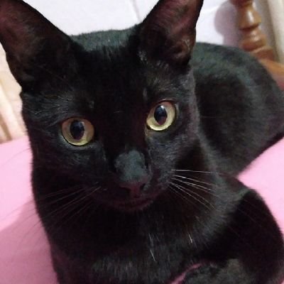 Los humanos solo morimos cuando nos llega la hora, y yo vivo cada día al máximo, para no tener arrepentimientos el día en que muera. 🥰