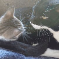 香依 (@dcfuji1) 's Twitter Profile Photo