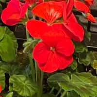 Ben Voluntero- Cdario (@ben_cdario) 's Twitter Profile Photo