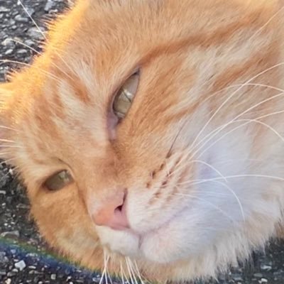 tain30531622891's profile picture. 神奈川大学法律学部法律学科 音楽 バレーサークル