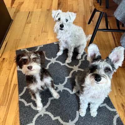 OttoBrahmsEsq's profile picture. A trio of schnauzers. We’re playful, barky and silly. And so very loved.