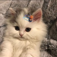 Alita (@aleparrasob) 's Twitter Profile