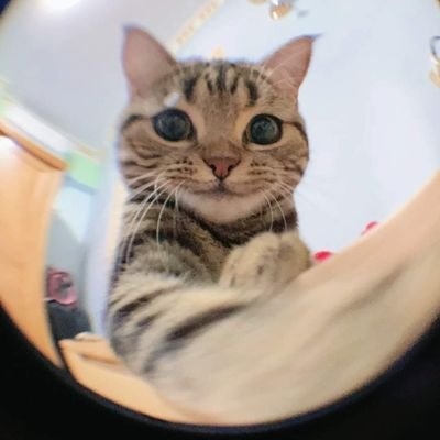 Itisreal1CMhere's profile picture. 爱🐱