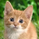 Sara Mian - @Sara_75cherry - Twitter