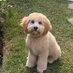 Puppies for America (@gdog2020freedom) Twitter profile photo Puppies for America (@gdog2020freedom) Twitter profile photo