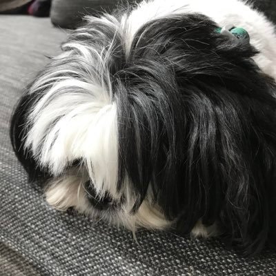 Jabippy's profile picture. Killing time until the AGI finishes us