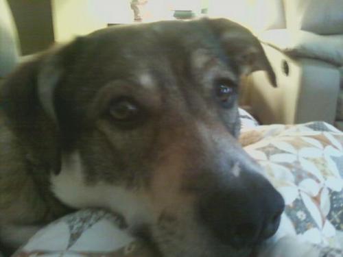 Mojojammer's profile picture. The things I love most; God, family, (including my dogs Seth & Zuko)church,friends, music, Cardinal baseball, Star Trek. And in remission with multiple myeloma.