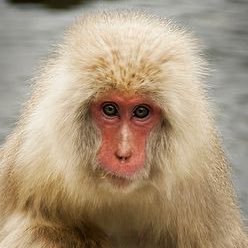 moppy the macaque! favorite food is fruit but also love leaves ..