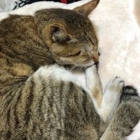 ふうた (@neconeco8go) 's Twitter Profile