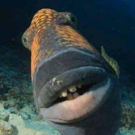 isthatluii's profile picture. 