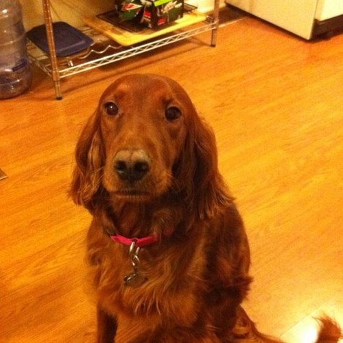 RediSetter's profile picture. 