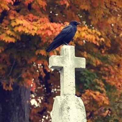 MuhaMuhatouray0's profile picture. Gambia🇬🇲. 
18 years old.