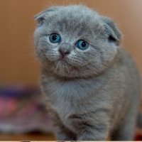 nacira nacira ❤️ Memecoin (@nacira8854) 's Twitter Profile