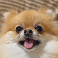 ぽめらにあんの🦊ぽんず (@ponzuchan_0901) 's Twitter Profile