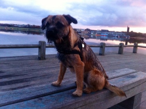 Ollywaffles's profile picture. cheeky boy, Border Terrier, born 16th February 2011.