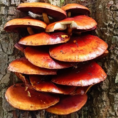 sy_otero's profile picture. 🍃Biólogo (UPV-EHU)
🦪Máster en Biodiversidad, Funcionamiento y Gestión de Ecosistemas (UPV-EHU)