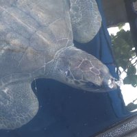 DRP (@resurrectedp81) 's Twitter Profile