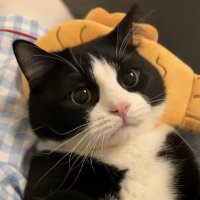 Aika (@tuxuci55) 's Twitter Profile