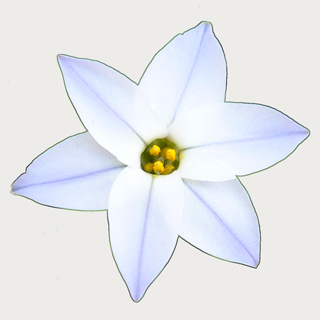 ipheion's profile picture. Solaris, Illumos, OpenIndiana