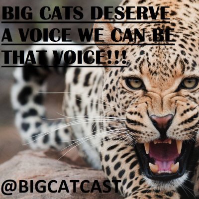 BigcatCast Profile Picture