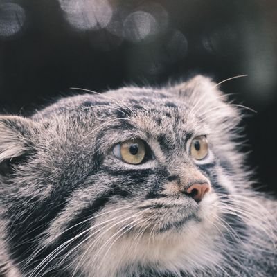 tomo_jp_pic's profile picture. 趣味で写真撮る猫│季節の変わり目が弱点