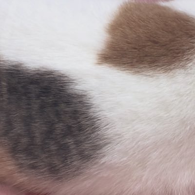 necopunch_shaaa's profile picture. のんびりいこう🐢 …😊BTS、高橋優、DURDN、ハンジロウ、ハリセンボンはるかさん、土偶・埴輪、蒸かしいも／🥹閉塞性肥大型心筋症 PTSMAｘ2、気つかい軟弱メンタル