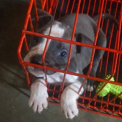 pongkanorange's profile picture. Pint size happy alien with android phone. 
DO NOT REROLL, NOT A BOT. #Gemwinners #cutetesty #furrfam #iwonmissy