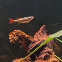 shrimps is bugs (@highqualitybird) 's Twitter Profile