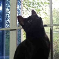 ChaosMago(Magotheos) (@medss99) 's Twitter Profile