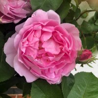Carol. (@carol36994460) 's Twitter Profile