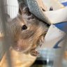 mocoichi_degu's profile picture. 福の島にいるデグー もこ（2017.08-2023.05.26）、いち（2022.04.10） 、すい（2023.07）情報集めるためのアカウントを作りました🪽飼い主の頭の中整理用と記録用🐁
