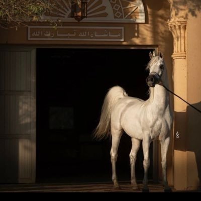 عن نجد مادون الغلا ستر وحجاب والله لو انها تنحضن لاحتضنها