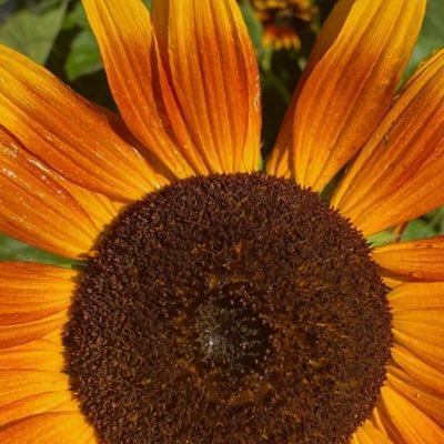 shwetakjain's profile picture. 