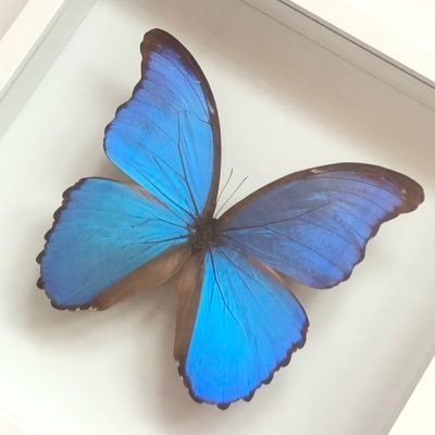 lilymilk 🦋 (slow/late reply)さんのプロフィール画像