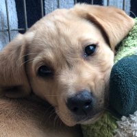 HD Puppy Ruby(@hd_puppy) 's Twitter Profile Photo