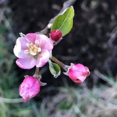 Renovating on the Isle of Lewis again -Leodhsach, New crofting entrant, perpetual project juggler, and keen grower with unrealistic dreams of self sufficiency