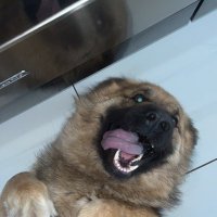 Daeth (@daethcollector) 's Twitter Profile