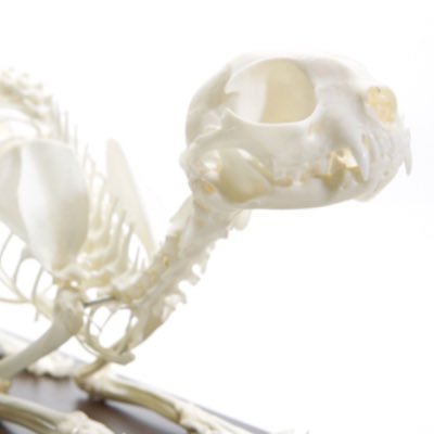 WELCOME TO THE BONE ZONE! DM SUBMISSIONS OF REAL SKELETON POSTS!